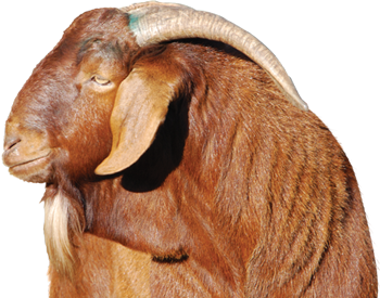 goat-headshot.png